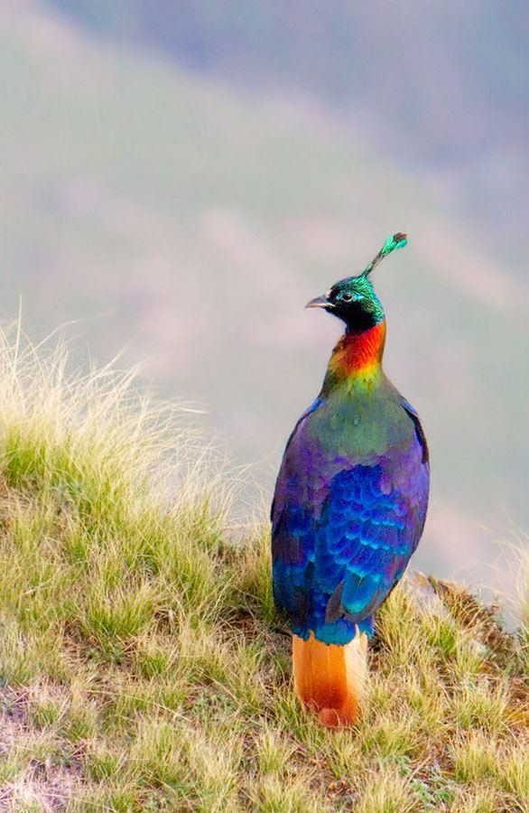 State Bird of Uttarakhand